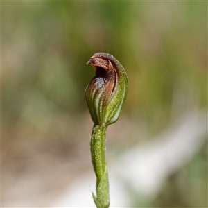 Speculantha furva at Fitzroy Falls, NSW - suppressed