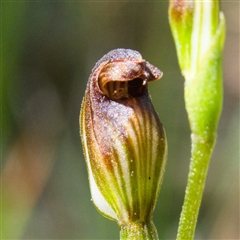 Chironomidae (family) at Fitzroy Falls, NSW - 17 Mar 2025 01:24 PM