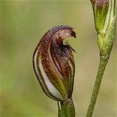Chironomidae (family) at Fitzroy Falls, NSW - 17 Mar 2025 01:24 PM