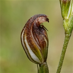 Chironomidae (family) at Fitzroy Falls, NSW - 17 Mar 2025 01:24 PM