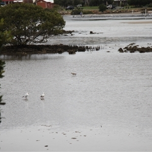 Limosa lapponica at Merimbula, NSW - 29 Mar 2025 03:21 PM