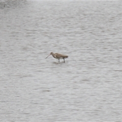 Limosa lapponica at Merimbula, NSW - 29 Mar 2025 03:21 PM