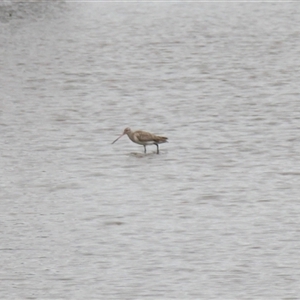 Limosa lapponica at Merimbula, NSW - 29 Mar 2025 03:21 PM