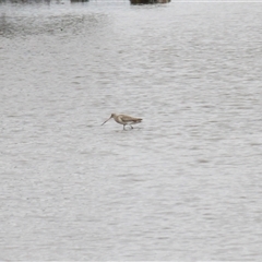 Limosa lapponica at Merimbula, NSW - 29 Mar 2025 03:21 PM