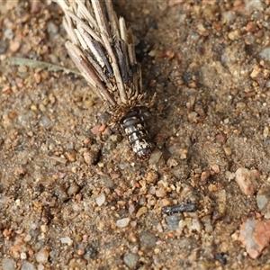 Lomera zophopepla at Merimbula, NSW - 29 Mar 2025 03:15 PM