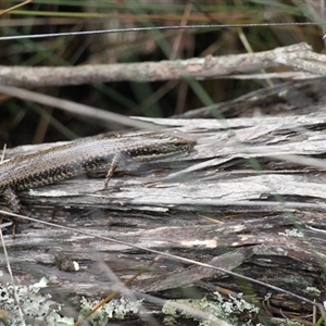Eulamprus heatwolei at Merimbula, NSW - 29 Mar 2025 02:38 PM