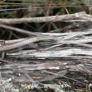 Eulamprus heatwolei at Merimbula, NSW - 29 Mar 2025 02:38 PM