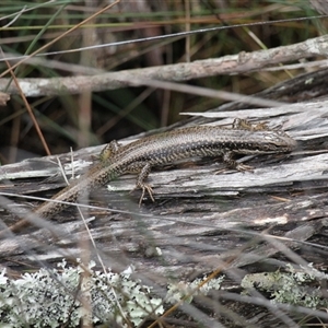 Eulamprus heatwolei at Merimbula, NSW - 29 Mar 2025 02:38 PM