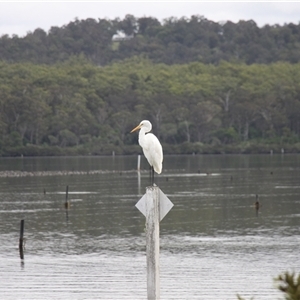 Ardea alba at Merimbula, NSW - 29 Mar 2025 02:39 PM