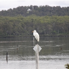 Ardea alba at Merimbula, NSW - 29 Mar 2025 02:39 PM