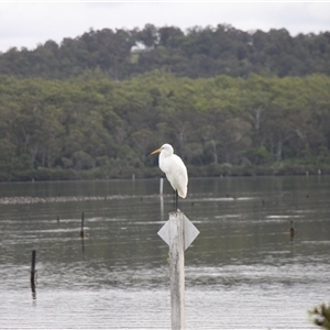 Ardea alba at Merimbula, NSW - 29 Mar 2025 02:39 PM