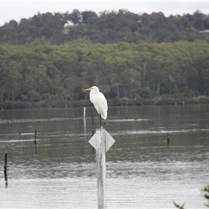 Ardea alba at Merimbula, NSW - 29 Mar 2025 02:39 PM