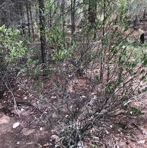 Styphelia triflora at Crowther, NSW - 30 Mar 2025 11:41 AM