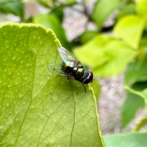 Calliphoridae (family) at Aranda, ACT - 30 Mar 2025 12:52 PM