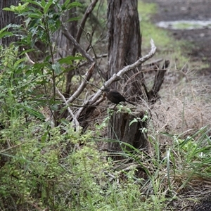 Turdus merula at Merimbula, NSW - 29 Mar 2025 02:34 PM
