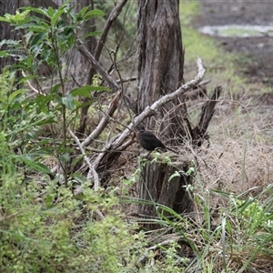 Turdus merula at Merimbula, NSW - 29 Mar 2025 02:34 PM