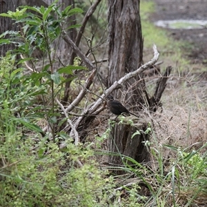 Turdus merula at Merimbula, NSW - 29 Mar 2025 02:34 PM