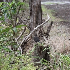 Turdus merula at Merimbula, NSW - 29 Mar 2025 02:34 PM