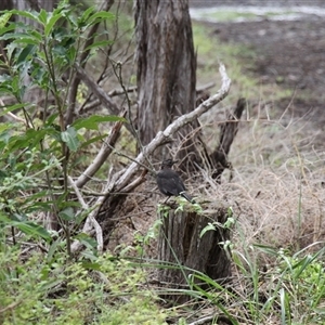 Turdus merula at Merimbula, NSW - 29 Mar 2025 02:34 PM