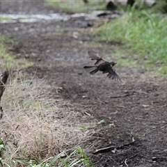 Turdus merula at Merimbula, NSW - 29 Mar 2025 02:34 PM