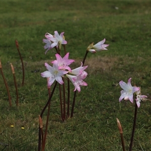 Amaryllis belladonna at Port Arthur, TAS - 12 Feb 2025 11:11 AM