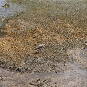 Vanellus miles at Port Arthur, TAS - 12 Feb 2025 01:46 PM