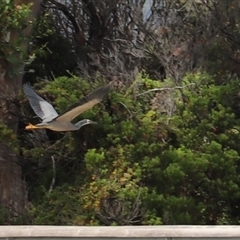 Egretta novaehollandiae at Port Arthur, TAS - 12 Feb 2025 12:36 PM