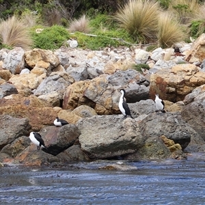 Phalacrocorax fuscescens at Port Arthur, TAS - 12 Feb 2025 12:30 PM