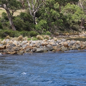 Phalacrocorax fuscescens at Port Arthur, TAS - 12 Feb 2025 12:30 PM