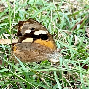 Heteronympha merope at Aranda, ACT - 30 Mar 2025 01:41 PM