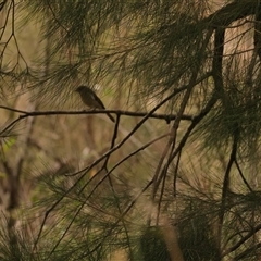 Pachycephala pectoralis at Kambah, ACT - 30 Mar 2025 01:21 PM