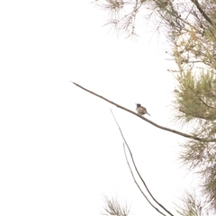Phylidonyris novaehollandiae at Kambah, ACT - 30 Mar 2025 01:26 PM