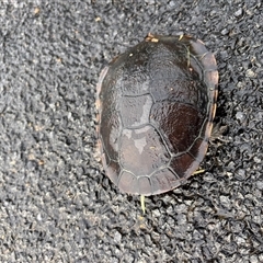 Chelodina longicollis at Barrington, NSW - 29 Mar 2025 04:49 PM
