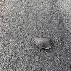 Chelodina longicollis at Barrington, NSW - 29 Mar 2025 04:49 PM