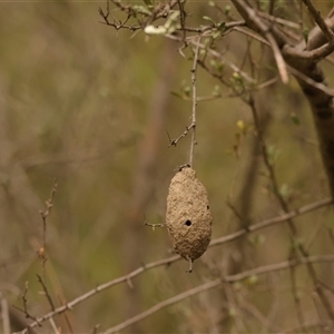 Apocrita (suborder) Nest at Kambah, ACT - 30 Mar 2025 01:55 PM