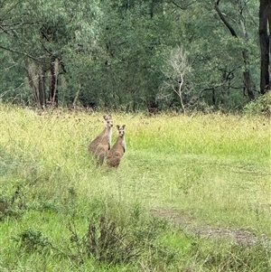 Macropus giganteus at Orangeville, NSW - 31 Mar 2025 08:30 AM