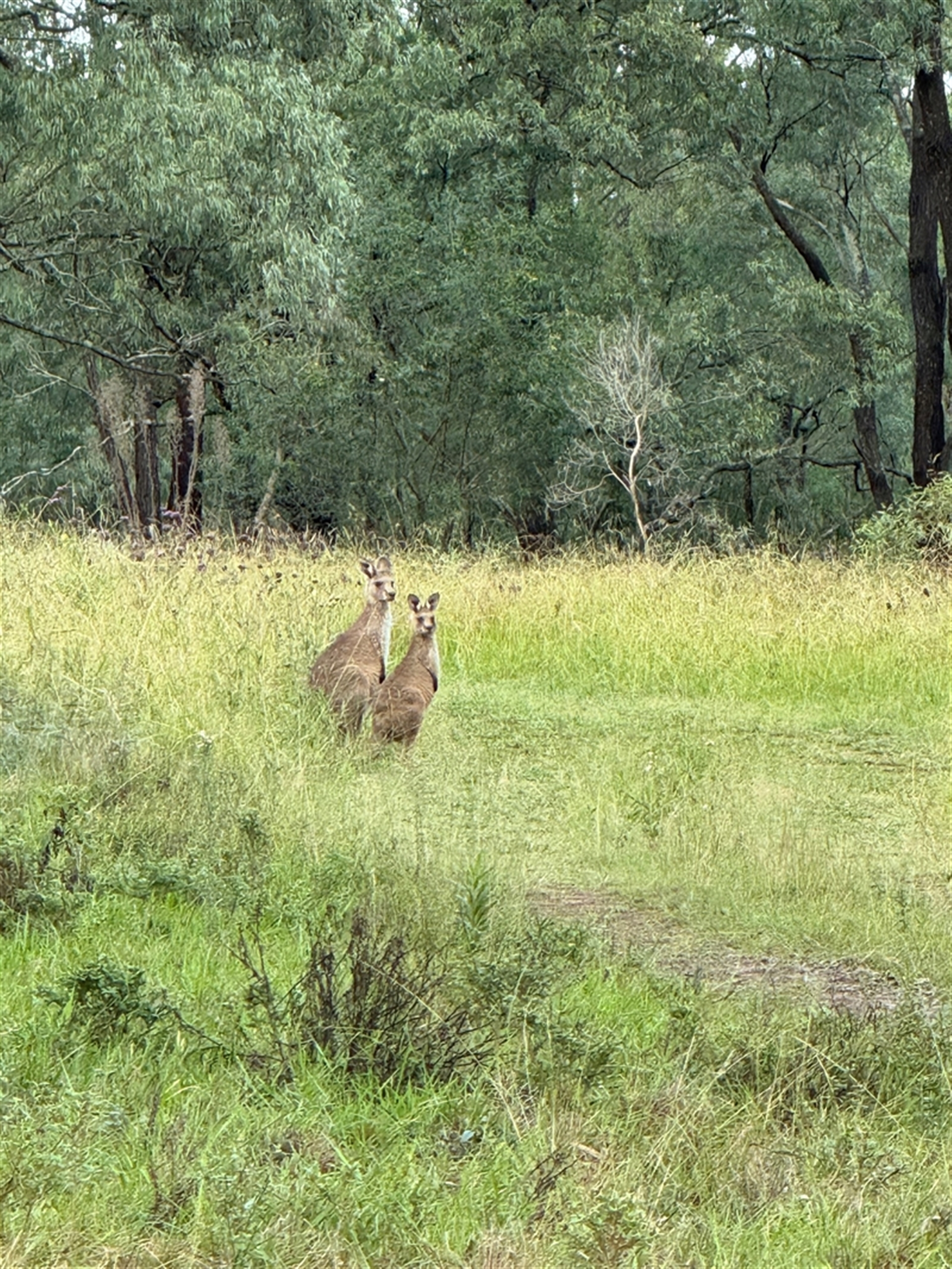 Macropus giganteus at Orangeville, NSW - 31 Mar 2025 08:30 AM