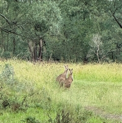 Macropus giganteus at Orangeville, NSW - 31 Mar 2025 08:30 AM