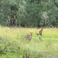 Macropus giganteus at Orangeville, NSW - 31 Mar 2025 08:30 AM