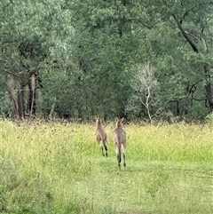 Macropus giganteus at Orangeville, NSW - 31 Mar 2025 08:30 AM