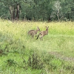 Macropus giganteus at Orangeville, NSW - 31 Mar 2025 08:30 AM