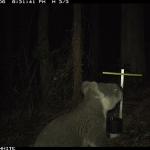 Phascolarctos cinereus at Tarbuck Bay, NSW - suppressed