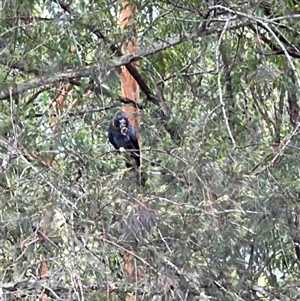 Calyptorhynchus lathami lathami at Tarbuck Bay, NSW - suppressed