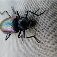 Cyphaleus metallescens at Ballyroe, NSW - suppressed