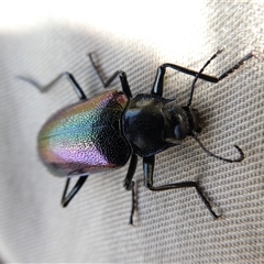 Cyphaleus metallescens at Ballyroe, NSW - suppressed