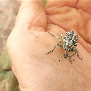 Chrysolopus spectabilis at Ballyroe, NSW - suppressed