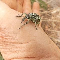Chrysolopus spectabilis at Ballyroe, NSW - suppressed