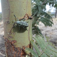 Chrysolopus spectabilis at Ballyroe, NSW - suppressed