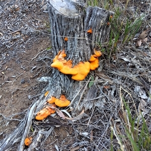 Piptoporus australiensis at Phillip, ACT - 31 Mar 2025 08:17 AM