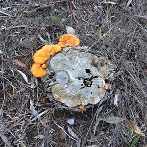 Piptoporus australiensis at Phillip, ACT - 31 Mar 2025 08:17 AM